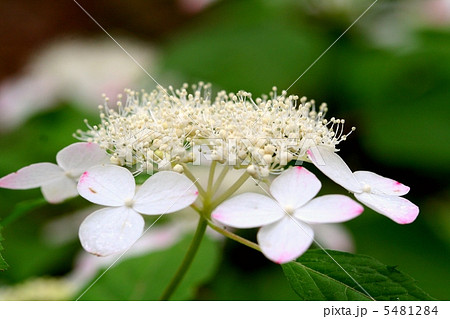 装飾花が白から深紅色に変化するヤマアジサイ・クレナイ 5481284