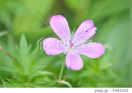 ハクサンフウロ 5481302