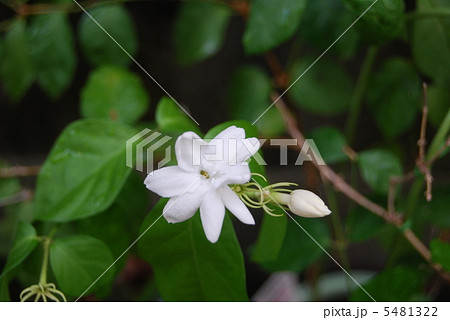 可憐なジャスミンの花 5481322