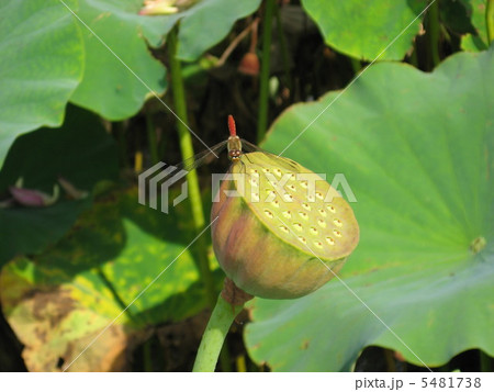 蓮に赤とんぼ 5481738