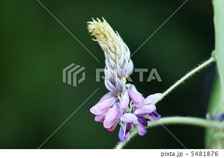 秋の季語 葛の花 秋の季語 葛の花 5481876
