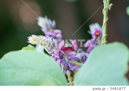 秋の季語 葛の花 秋の季語 葛の花 5481877