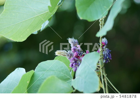 秋の季語　葛の花 5481878
