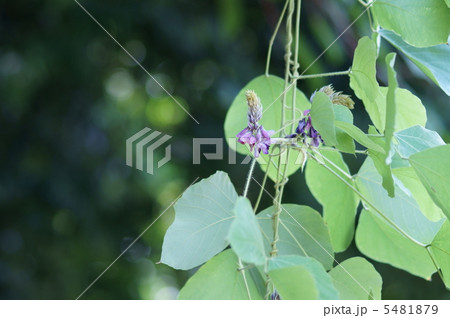 秋の季語　葛の花 5481879