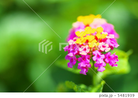 ランタナの花 5481939