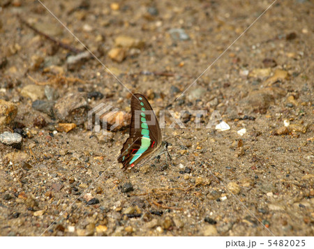 アオスジアゲハ アオスジアゲハ 5482025
