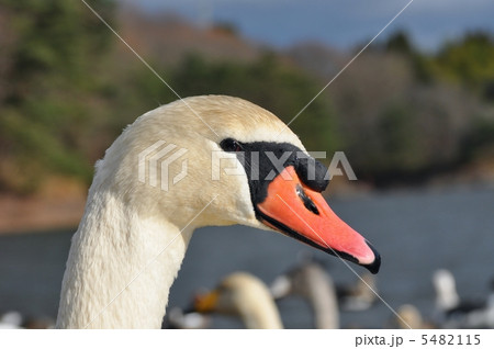コブハクチョウの横顔 5482115