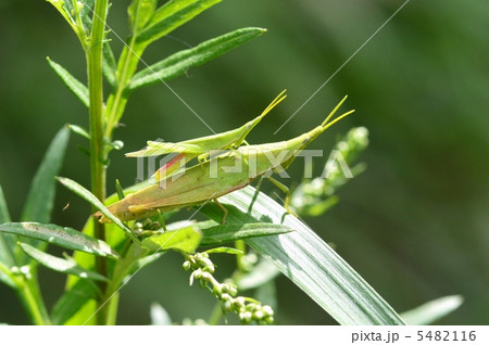 オンブバッタ 5482116