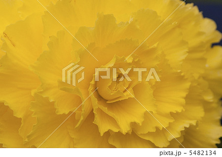 ベコニアの花 ベコニアの花 5482134