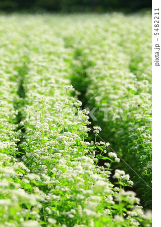そば畑 5482211