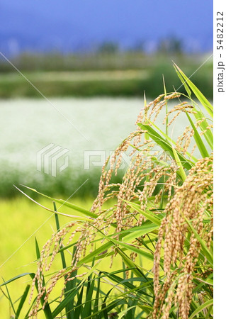 頭をたれる稲穂 5482212