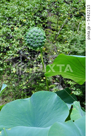 ハスの実 5482215