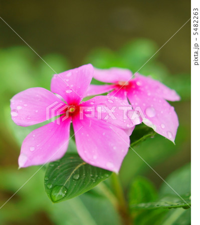 日日草（にちにちそう）　花言葉：友情　Catharanthus roseus 5482263