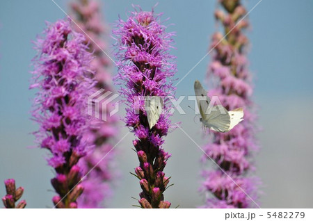 麒麟菊に飛び交うモンシロチョウ 5482279