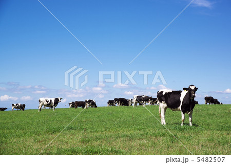北海道美瑛町模範牧場に放牧中の乳牛 北海道美瑛町模範牧場に放牧中の乳牛 5482507
