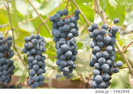 赤ワインになる葡萄 5482946