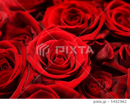 Roses Background 5482962