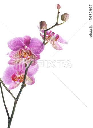 Orchid 5482997