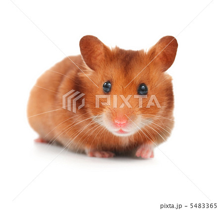 Cute Hamster Isolated On White Cute Hamster Isolated On White 5483365