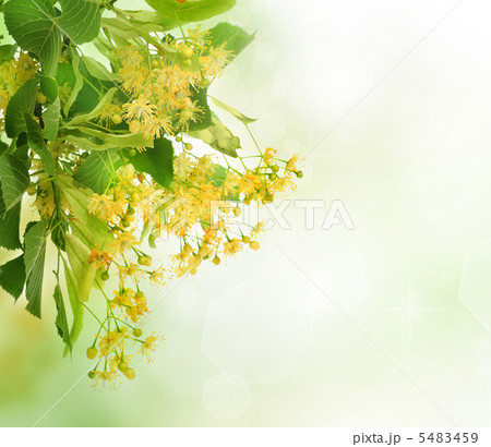 Linden Tree Flowers Border 5483459