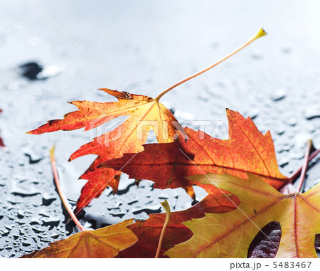 Autumn Leaves Autumn Leaves 5483467