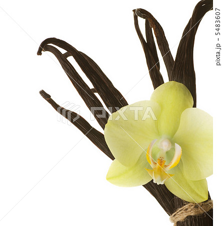 Vanilla Over White 5483607