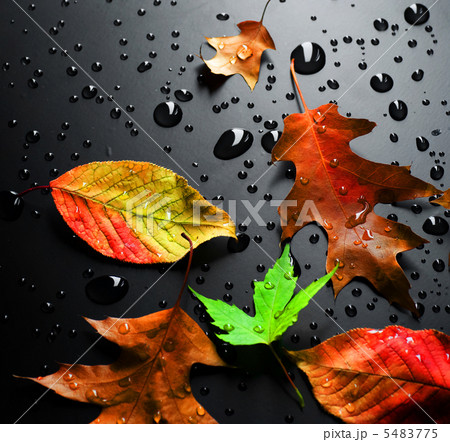 Colorful Leaves over black Colorful Leaves over black 5483775