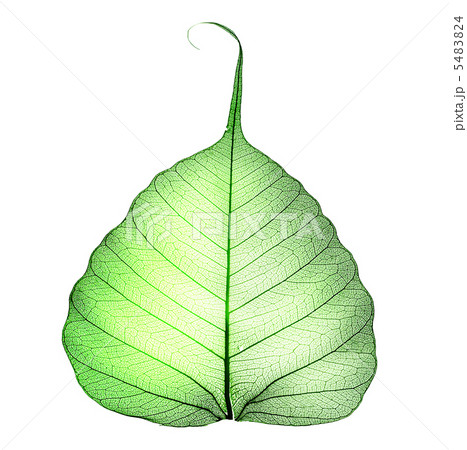 Green Leaf Over White 5483824