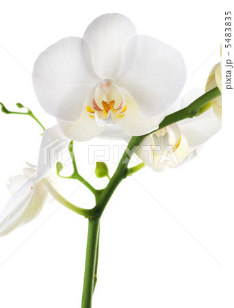 White Orchid White Orchid 5483835