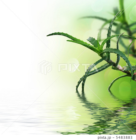 Fresh Aloe Vera 5483883