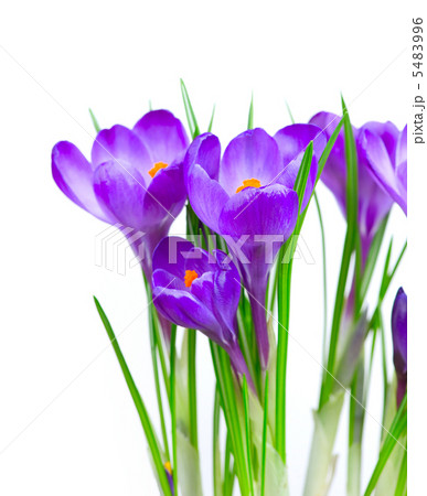 Crocus Spring Flowers isolated on white Crocus Spring Flowers isolated on white 5483996