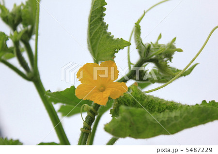 キュウリの花 5487229
