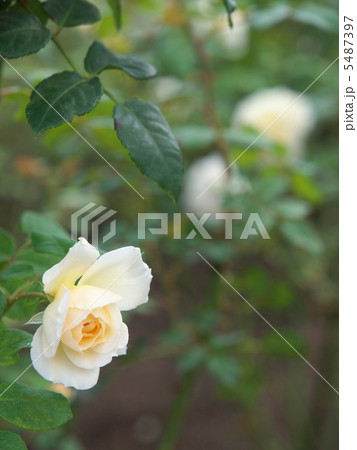 クロッカス・ローズ 5487397