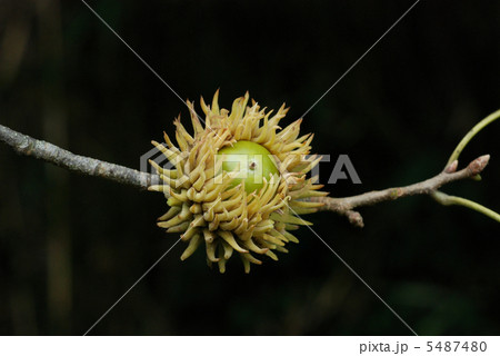 アベマキ アベマキ 5487480