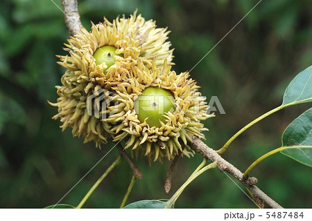 アベマキ アベマキ 5487484