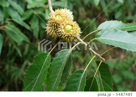 アベマキ 5487485