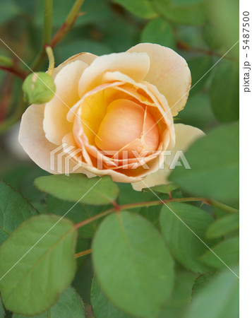 ジュード・ジ・オブスキュア 5487500