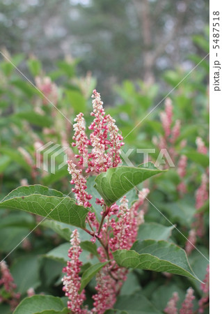 高山植物オンタデ 5487518