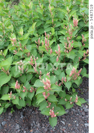 高山植物オンタデ 高山植物オンタデ 5487519