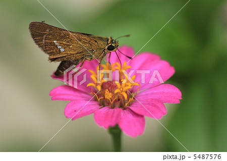 イチモンジセセリと百日草 5487576