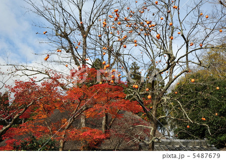京都　柿と紅葉 5487679