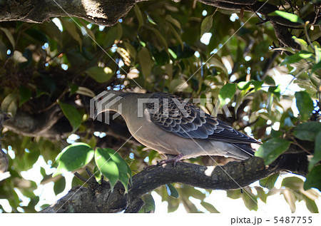 鳥と樹木　 5487755