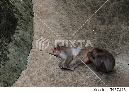 猿のお尻 5487848