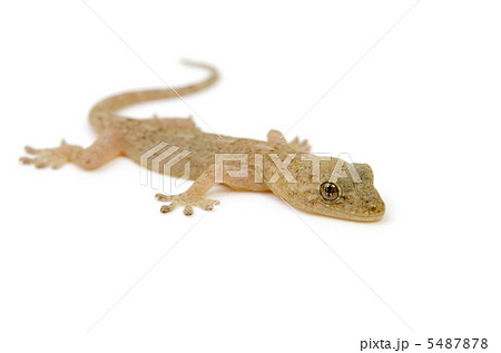 ニホンヤモリ 5487878