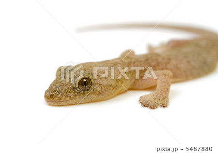 ニホンヤモリ ニホンヤモリ 5487880