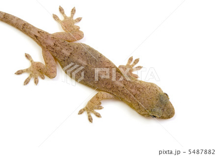 ニホンヤモリ 5487882
