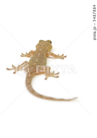 ニホンヤモリ ニホンヤモリ 5487884