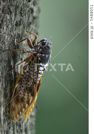 アブラゼミ アブラゼミ 5488051