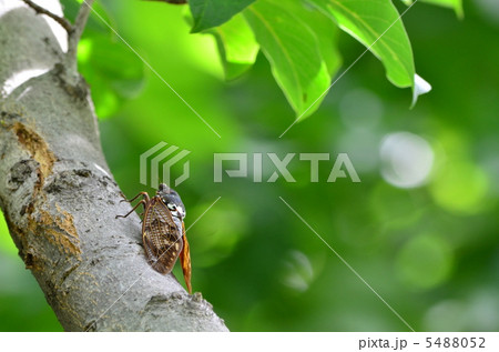 アブラゼミ 5488052