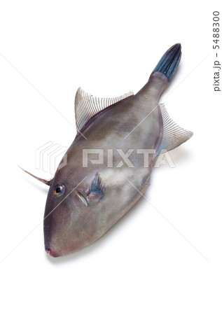 black scraper, ウマヅラハギ black scraper, ウマヅラハギ 5488300
